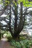 PICTURES/Port Ordford Lifeboat Station Museum/t_Tree1.JPG